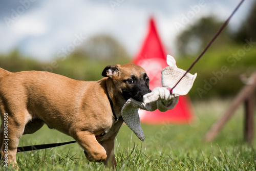 belgian sheppard puppy chasing tea towel photo