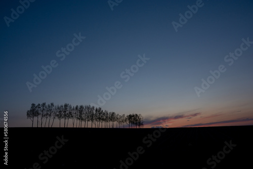 夕暮の空とシラカバ並木 