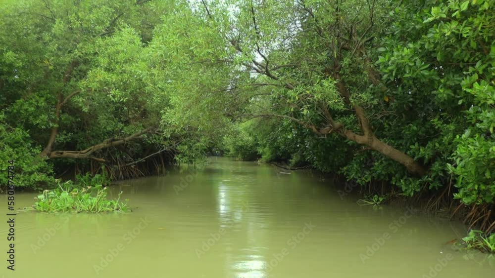 beautiful green mangrove area forest as a natural tourism area beautiful green mangrove area forest as a natural tourism area