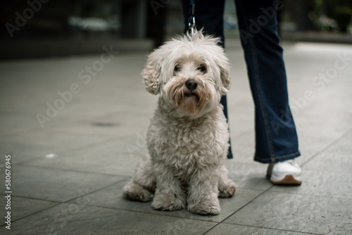 A shaggy dog posing in front of the camera with its owner. Furry dog looking at the camera. legs in the background