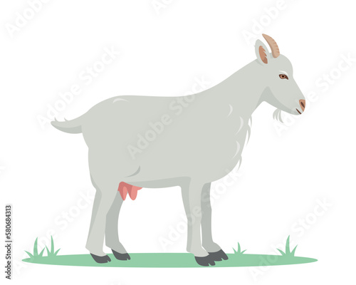 White Goat standing on grass. Domestic goat Farm animal isolated on white background.. Vector flat or cartoon illustration.