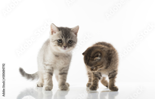 portrait of two beautiful moving kittens on a white background isolated.two kittens together close-up isolated