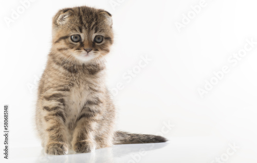 portrait of a beautiful kitten on a white background isolated with different emotions. a beautiful kitten looks at the camera,the kitten looks towards the product text.kitten on a white background wit