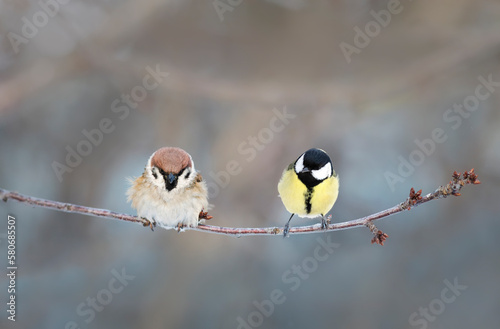 two birds a tit and a sparrow are sitting on a branch in the park