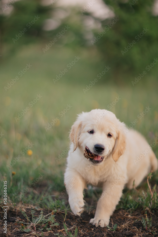 Golden retriever puppy walking on the grass in the summer in the setting sun Golden retriever puppy walking on the grass in the summer in the setting sun