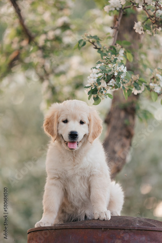 Golden Retriever puppy walks in the flowers in the summer on a sunny day