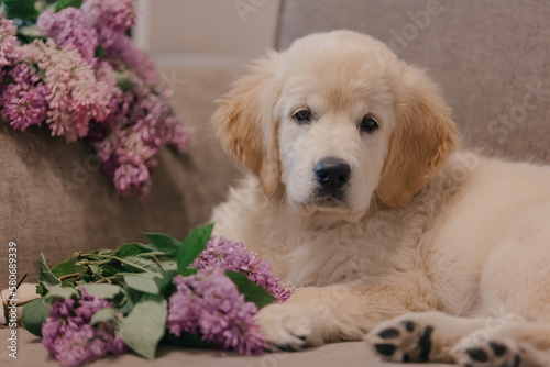 golden retriever puppy resting at home on a sofa with lilac flowers
