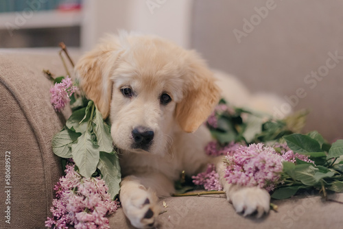 golden retriever puppy resting at home on a sofa with lilac flowers