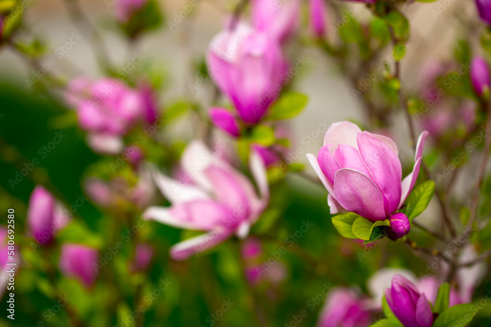 Blooming magnolia in spring. Beautiful buds of pink flowers close-up with blurred space for text.