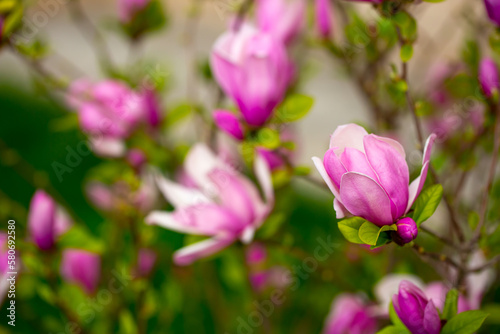 Blooming magnolia in spring. Beautiful buds of pink flowers close-up with blurred space for text. © Vera