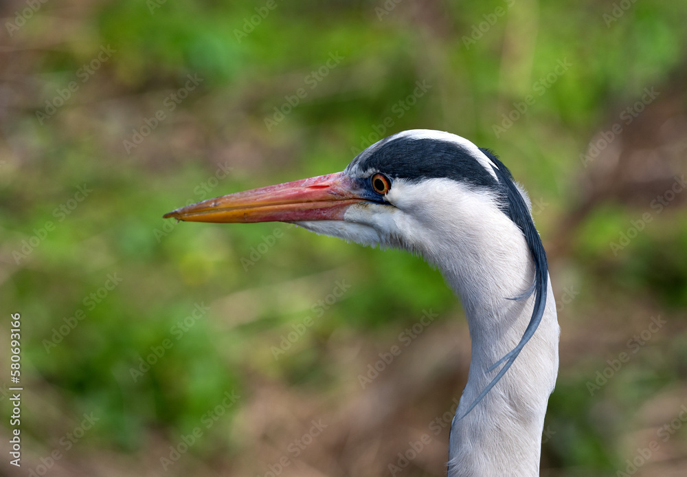 Portrait of Grey Heron, close up , Irish wildlife