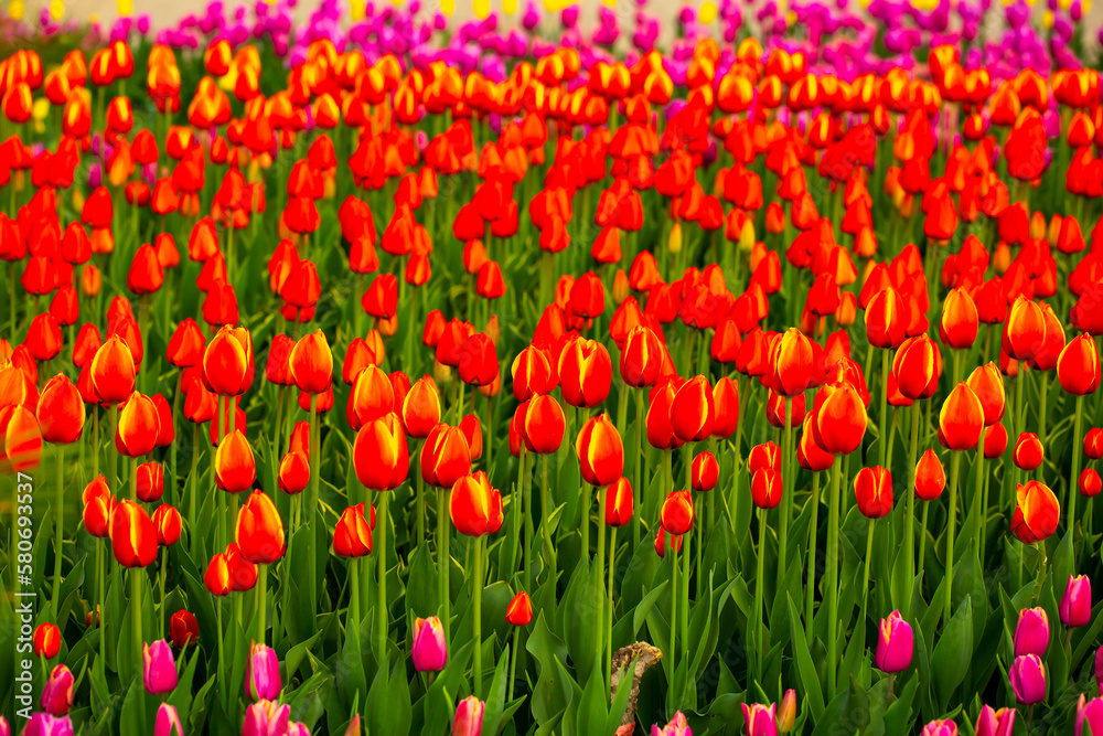 Blooming tulips. Spring floral background. Field of bright beautiful tulips close-up. Colorful tulips at the Holland Flower Festival. long banner