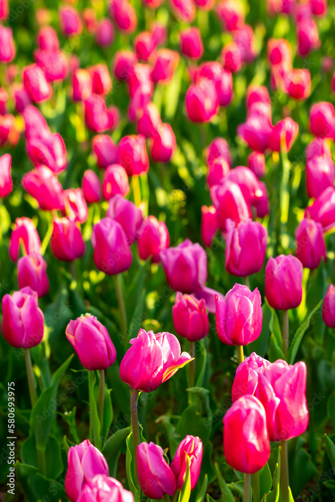 Blooming tulips. Spring floral background. Field of bright beautiful tulips close-up. Colorful tulips at the Holland Flower Festival. long banner Blooming tulips. Spring floral background. Field of bright beautiful tulips close-up. Colorful tulips at the Holland Flower Festival. long banner