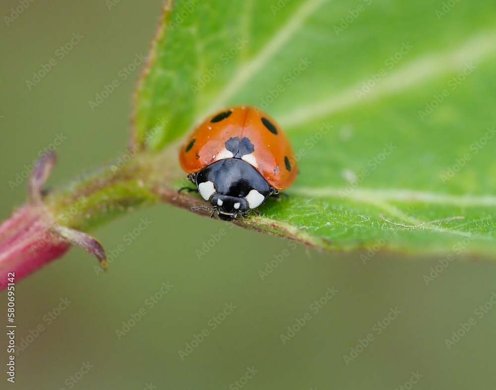 A close-up macro picture of a ladybird or ladybug on a leaf