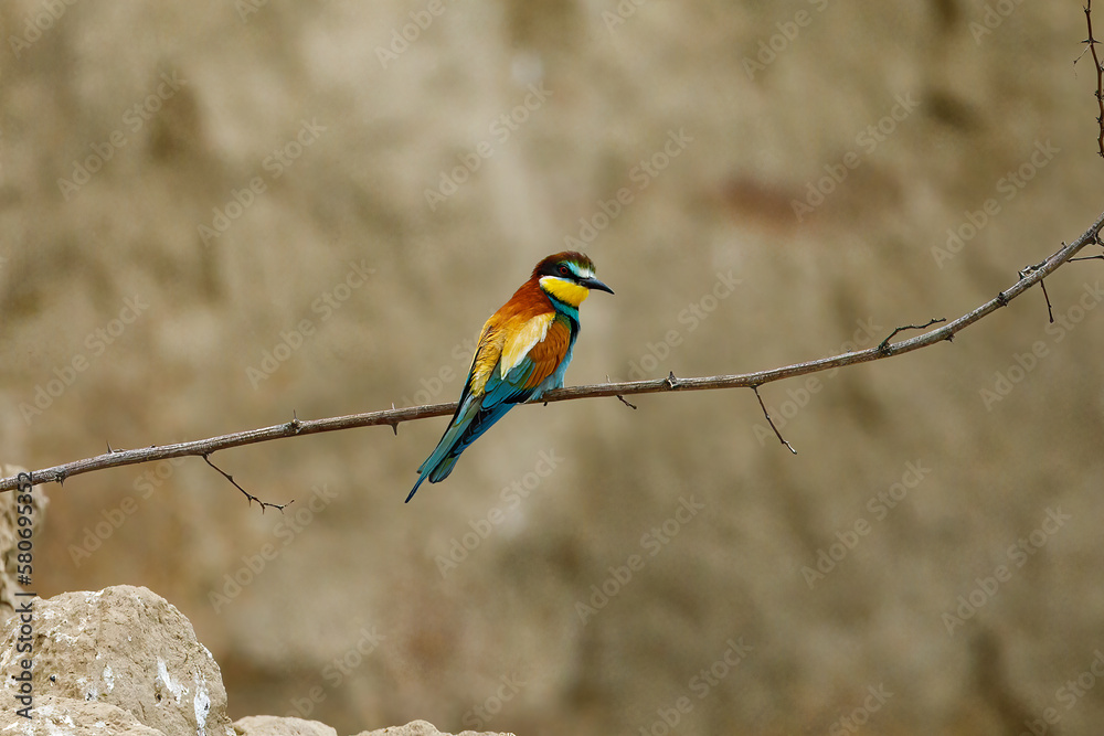Colorful Bee Eater in the Danube Delta Colorful Bee Eater in the Danube Delta