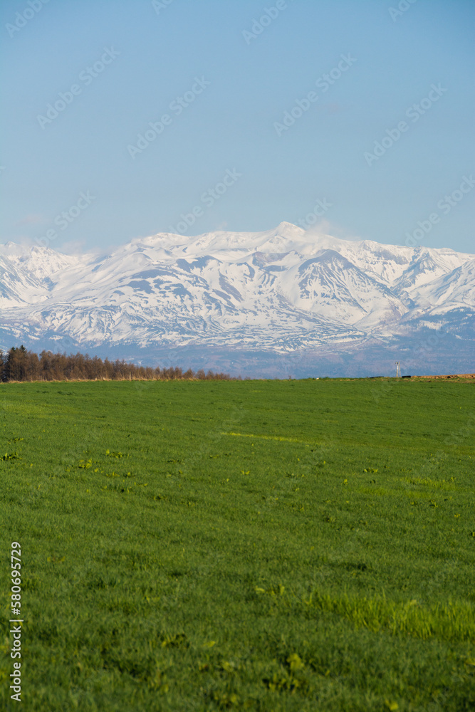 Fototapeta premium 春の緑の牧草畑と残雪の山並み 十勝岳 