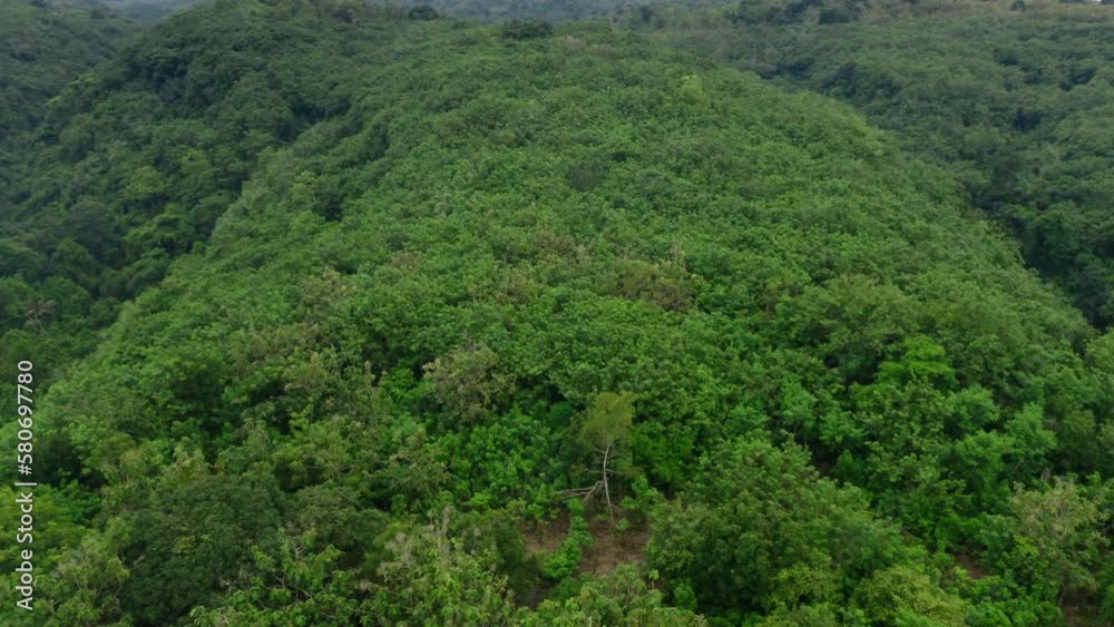 Beautiful green background of tree crowns and leaves. Beautiful foialge growing on hills in summer. Aerial copter camera flying above forest. Wild jungle. Drone footage of woods. Natural background Beautiful green background of tree crowns and leaves. Beautiful foialge growing on hills in summer. Aerial copter camera flying above forest. Wild jungle. Drone footage of woods. Natural background