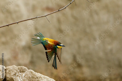 Colorful Bee Eater in the Danube Delta 