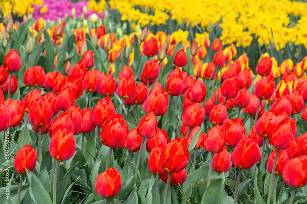 Obraz premium Tulip flower bulb field in garden, spring season in Lisse near Amsterdam Netherlands