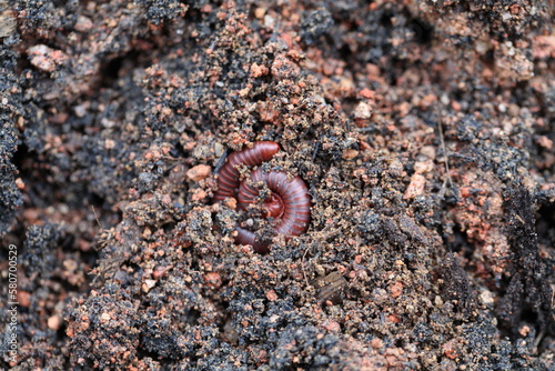 Milipede hiding in the ground