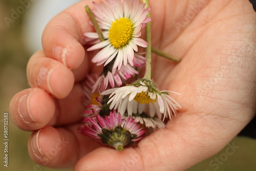 daisy flowers in the hand