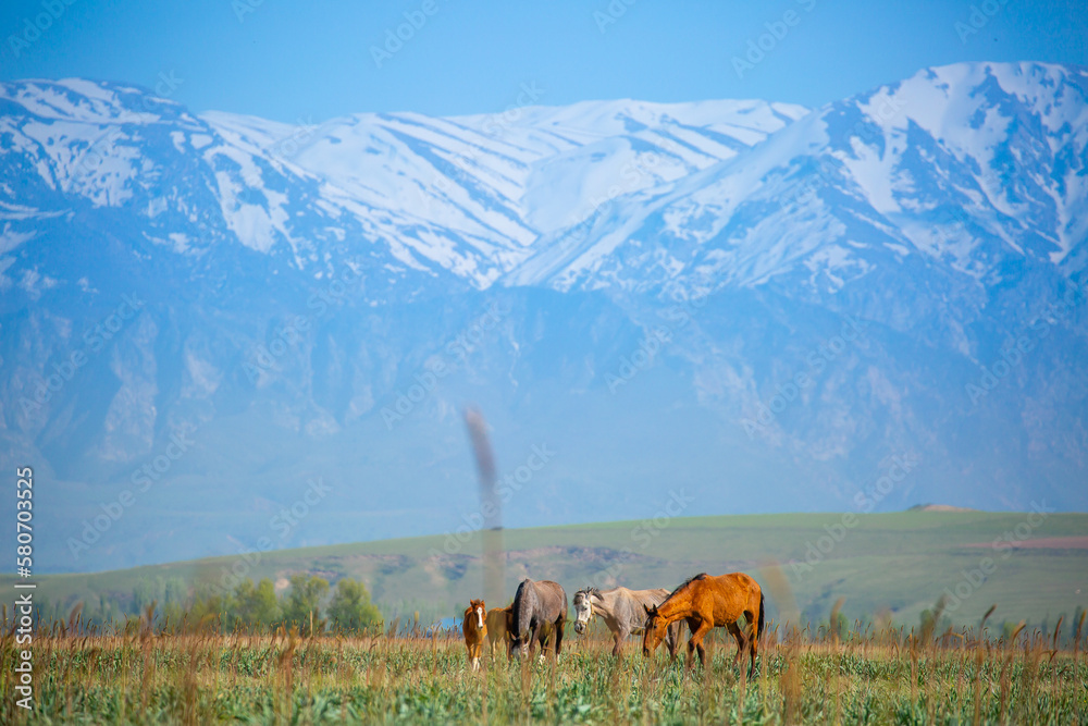 Horse and newborn foal on the background of mountains, a herd of horses graze in a meadow in summer and spring, the concept of cattle breeding, with place for text. Horse and newborn foal on the background of mountains, a herd of horses graze in a meadow in summer and spring, the concept of cattle breeding, with place for text.