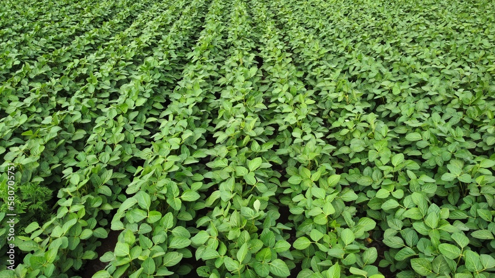 Field of soybean
