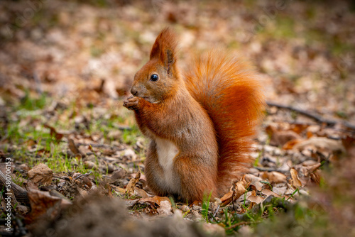 Red squirrel. © Arkadiusz Fajer