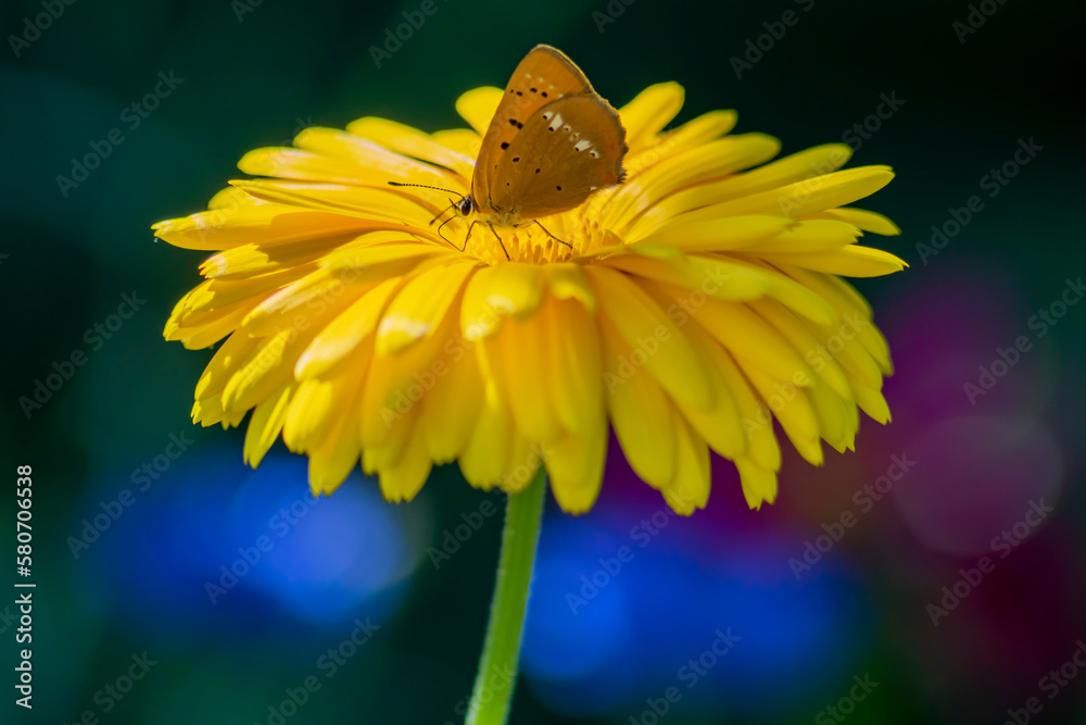 Motyl na kwiatku