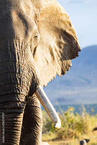 elephant in sunlight