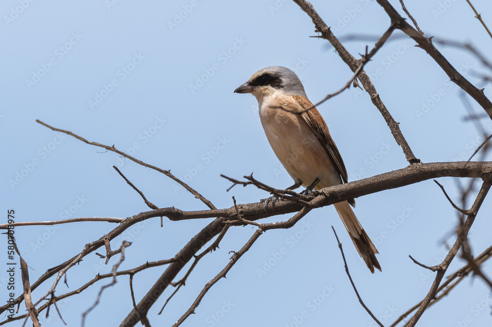 Lanius collurio - Red-backed shrike - Pie-grièche écorcheur Lanius collurio - Red-backed shrike - Pie-grièche écorcheur