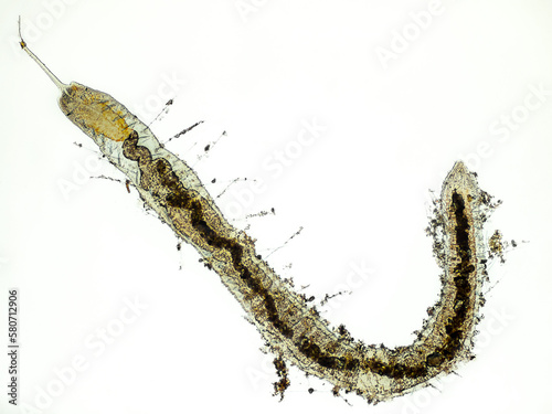 Stylaria lacustris (worm of the family Naididae) under the microscope - light microscope x32 magnification
