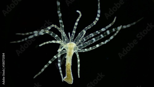 Adult larva of sea anemone Actiniaria under microscope, class Anthozoa, phylum Cnidaria. Looks like a sea hydra, has stinging cells that burn skin. Red Sea photo