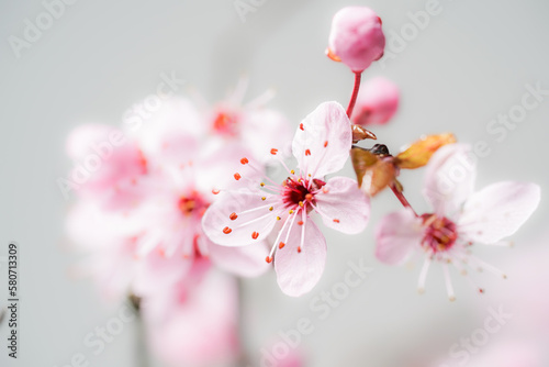 japanische Kirschblüte08