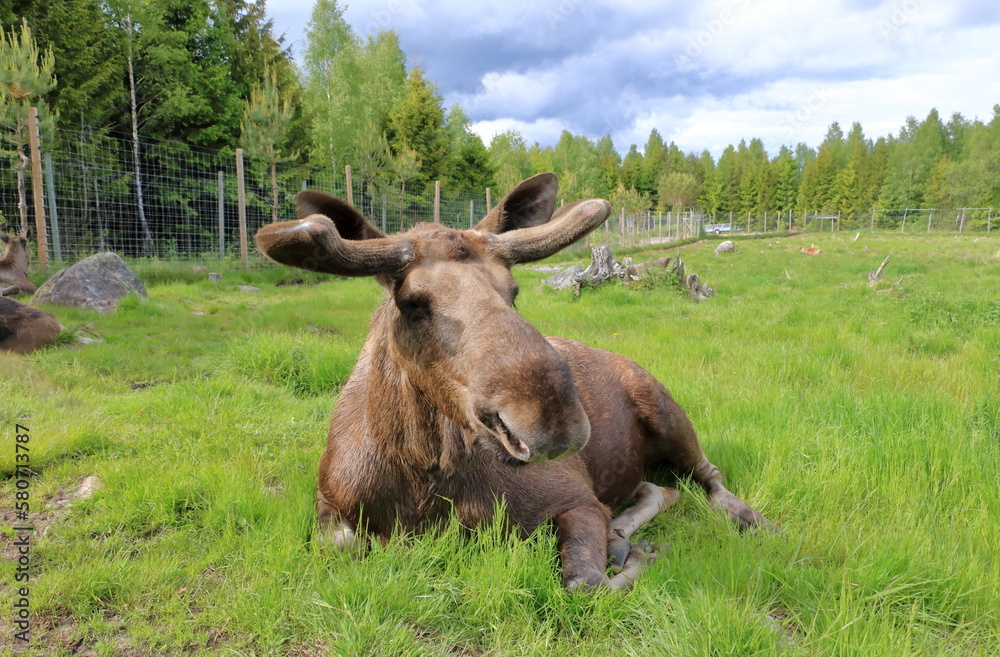 European Moose, Alces alces, also known as the elk. Wild life animal in a wildlife resort in sweden European Moose, Alces alces, also known as the elk. Wild life animal in a wildlife resort in sweden