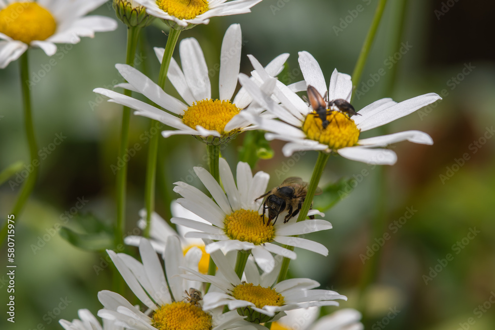 Common daisy (Bellis perennis) flowers bloom in backyard garden, meadows spring, summer time Common daisy (Bellis perennis) flowers bloom in backyard garden, meadows spring, summer time
