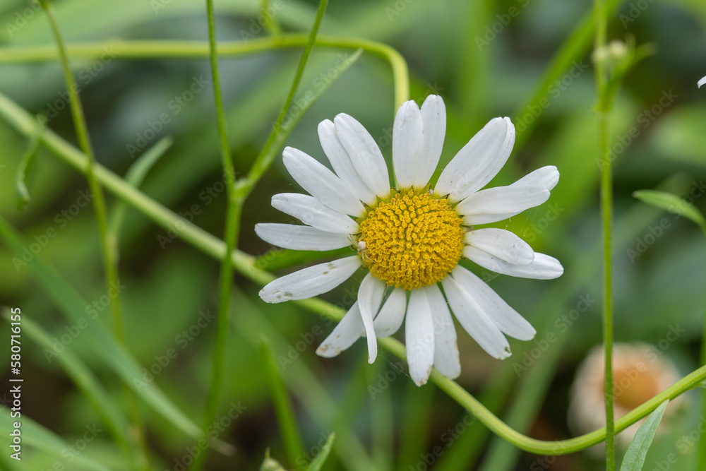 Common daisy (Bellis perennis) flowers bloom in backyard garden, meadows spring, summer time Common daisy (Bellis perennis) flowers bloom in backyard garden, meadows spring, summer time