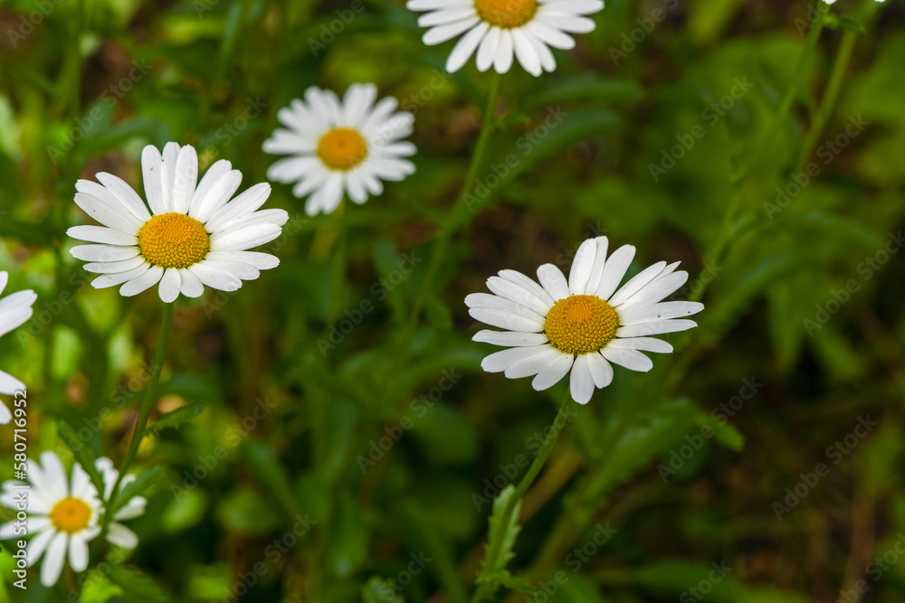 Common daisy (Chamomile) flowers bloom in backyard garden, meadows spring, summer time Common daisy (Chamomile) flowers bloom in backyard garden, meadows spring, summer time