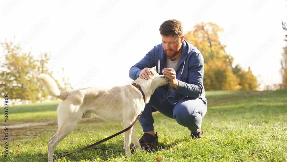 A man walks with his dog in the autumn forest, park. a young man gives commands to a dog while walking with her in the park on a sunny autumn day