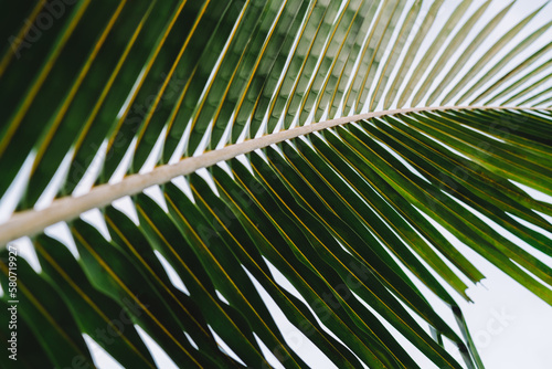 Tropical plant palm green leaves in sunlight