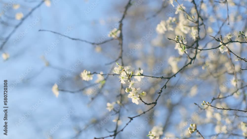 Spring blossom background. Beautiful spring flowers. White cherry flowers. Spring blossom background. Beautiful spring flowers. White cherry flowers.