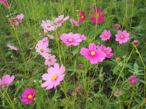 Pink beautiful cosmos or Mexican Daisy . Scientific name: Cosmos bipinnatus Cav., Have light pink, pink,purple, pinkish white has fragile petals of various colors that bloom in the sunlit garden. 