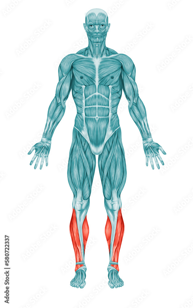 Calf Muscles Anatomy Muscles 