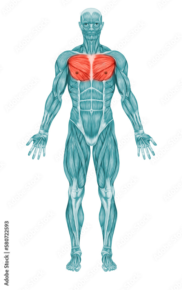 Chest Muscle Pectoralis Major Minor Anatomy muscles 