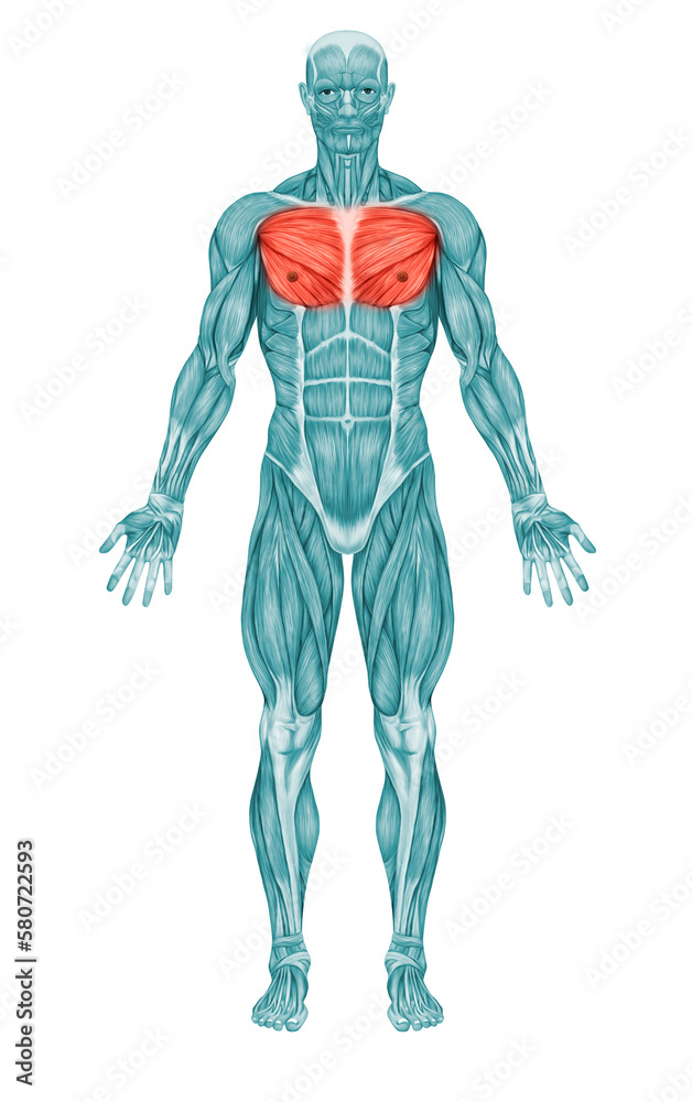 Chest Muscle Pectoralis Major Minor Anatomy muscles Chest Muscle Pectoralis Major Minor Anatomy muscles