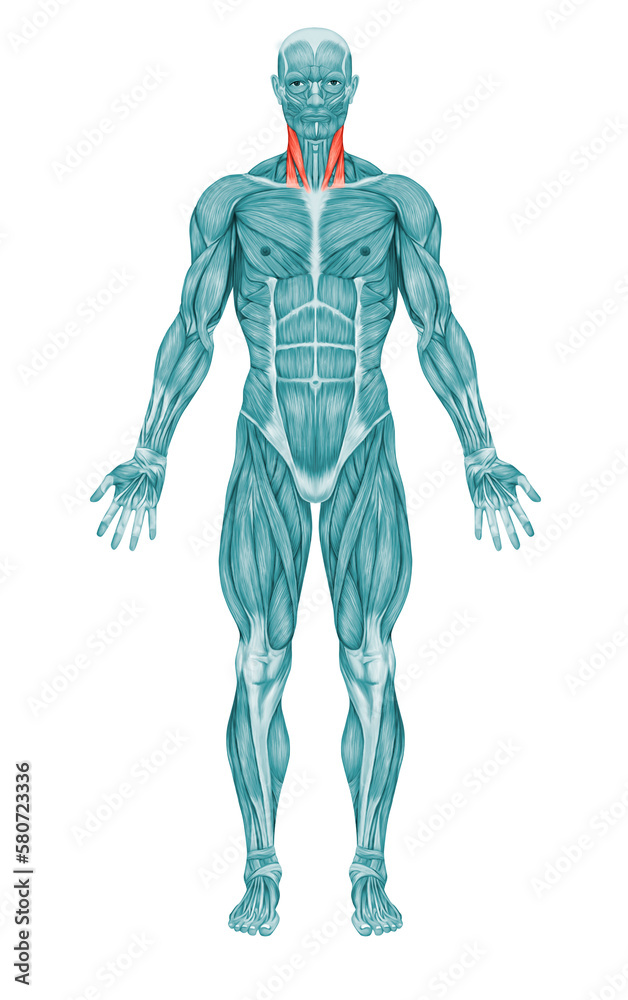 Neck Muscles  Sternal Head and Clavicular Head Anatomy Muscle