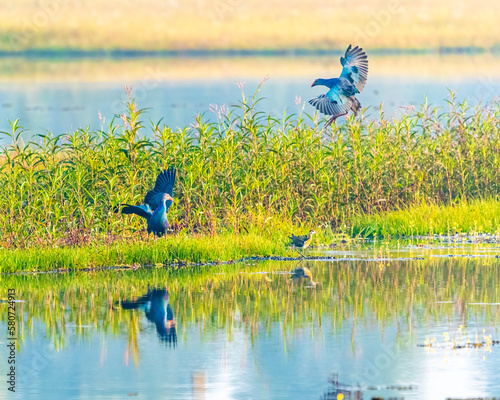 Foto Swamphen and jacana in wet land