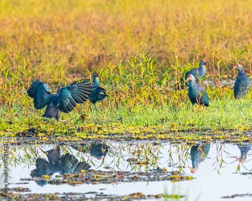Foto Purple Swamphen roaming in a wet land