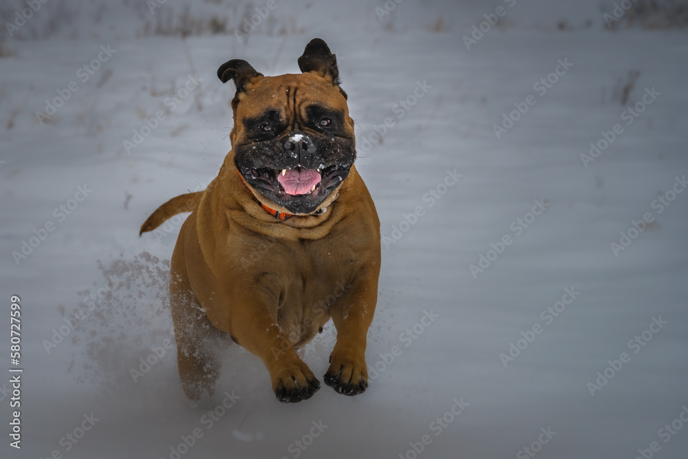 2021-12-04 LARGE BULLMASTIFF PLAYING IN SNOW JUMPING WITH MOUTH OPEN AND BRIGHT EYES ON SNOQUALMIE PASS WASHINGTON 2021-12-04 LARGE BULLMASTIFF PLAYING IN SNOW JUMPING WITH MOUTH OPEN AND BRIGHT EYES ON SNOQUALMIE PASS WASHINGTON