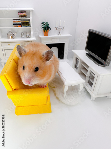 Cute Syrian hamster watching television on a white couch in a yellow living room